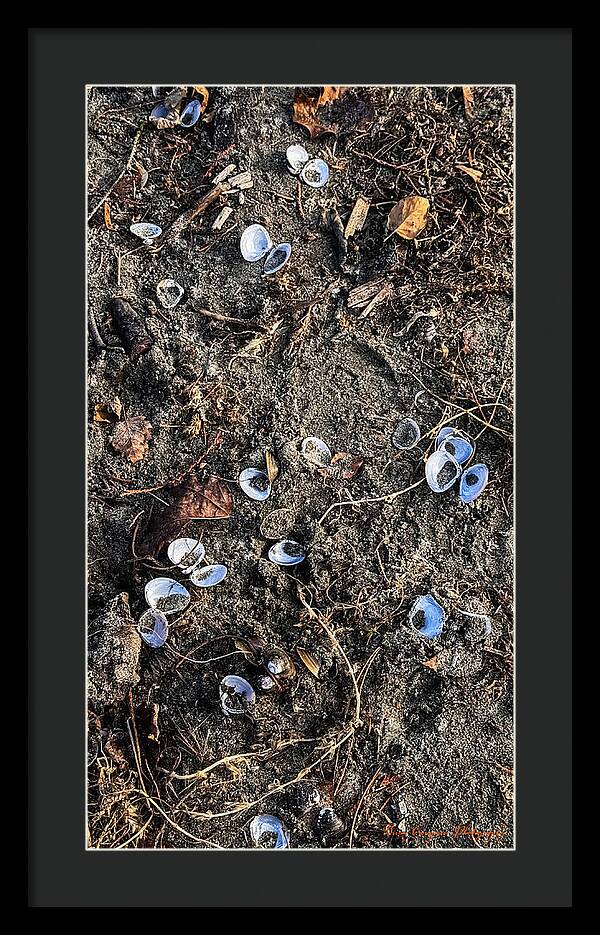 Seashells on the beach - Framed Print