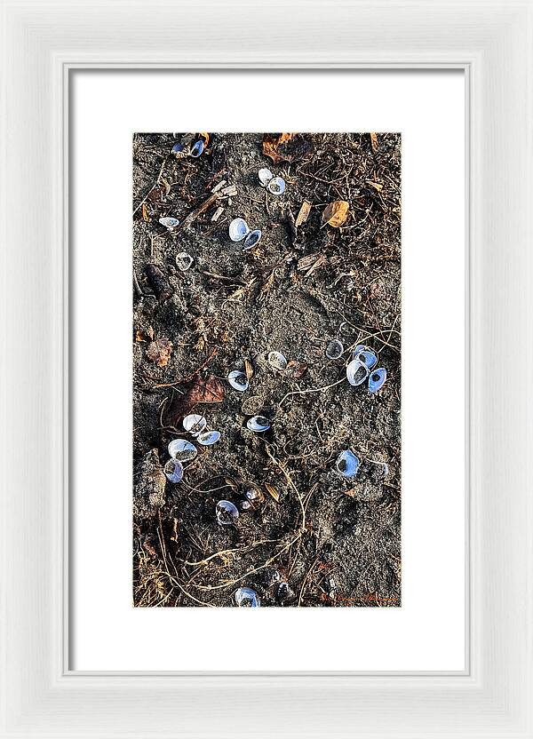 Seashells on the beach - Framed Print