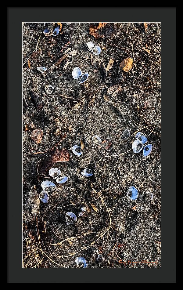 Seashells on the beach - Framed Print