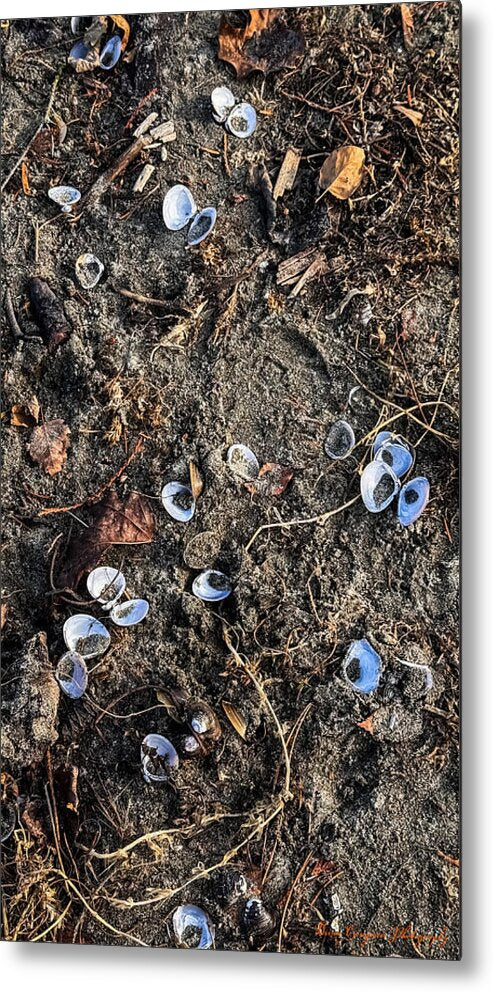 Seashells on the beach - Metal Print
