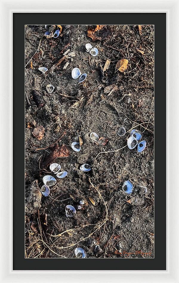 Seashells on the beach - Framed Print