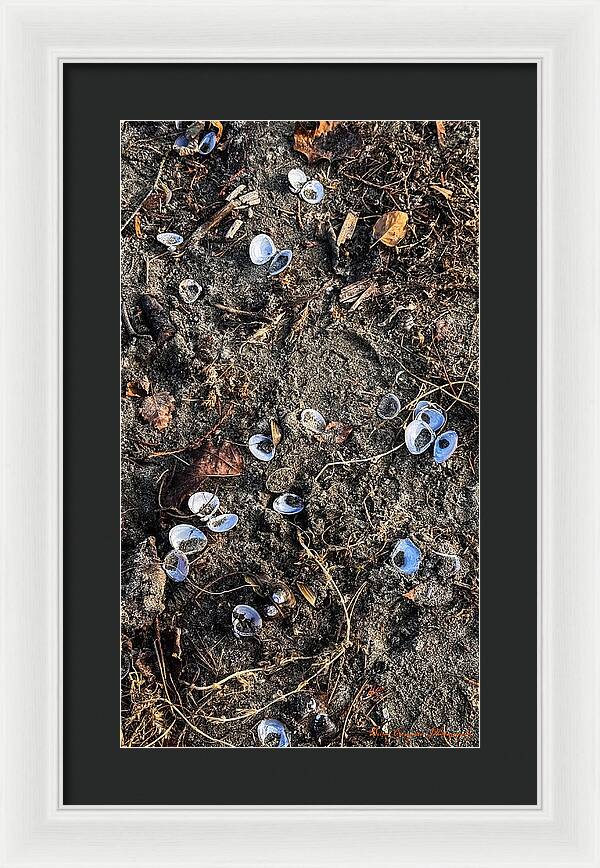 Seashells on the beach - Framed Print