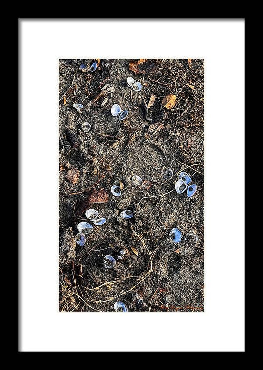 Seashells on the beach - Framed Print