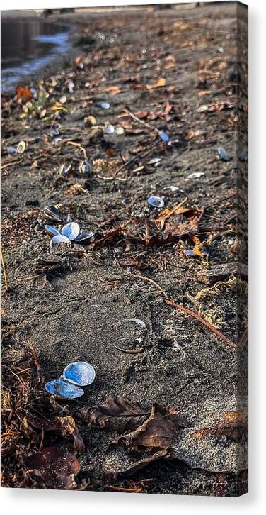 Seashells on the shoreline  - Canvas Print