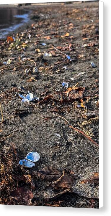 Seashells on the shoreline  - Canvas Print