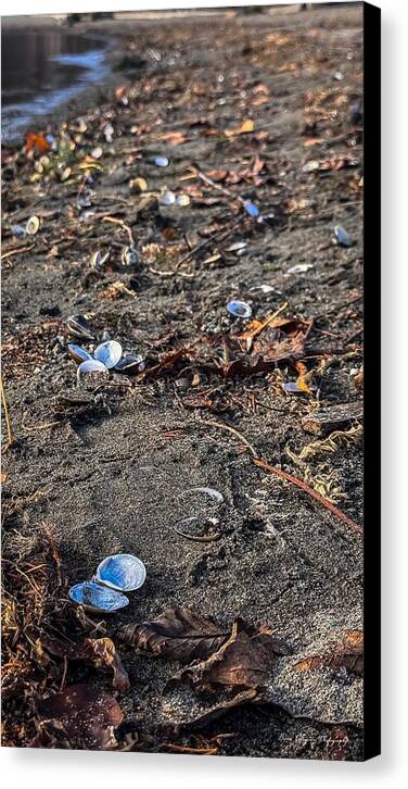 Seashells on the shoreline  - Canvas Print