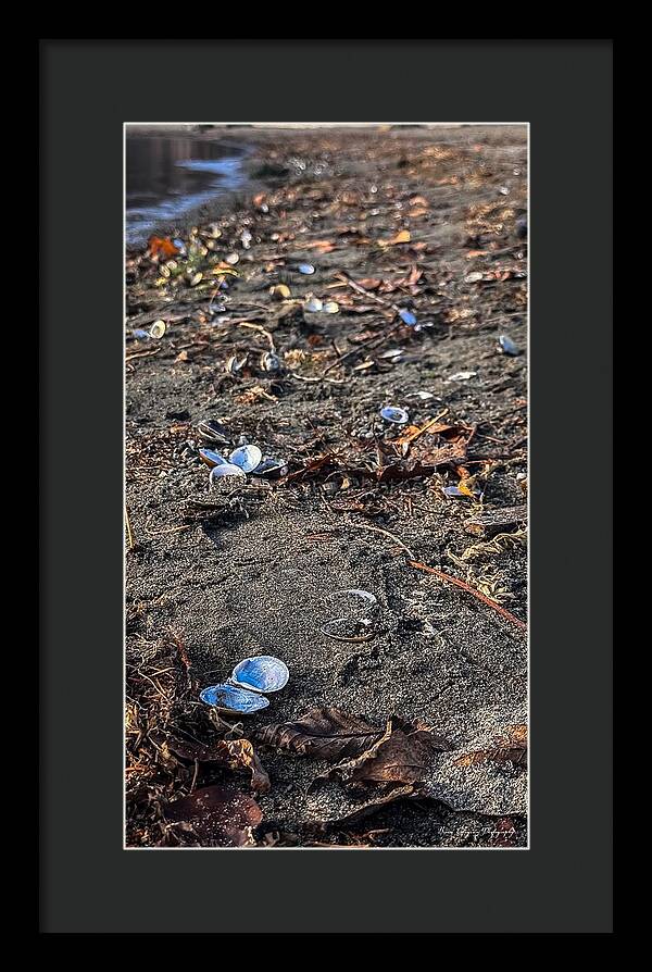 Seashells on the shoreline  - Framed Print