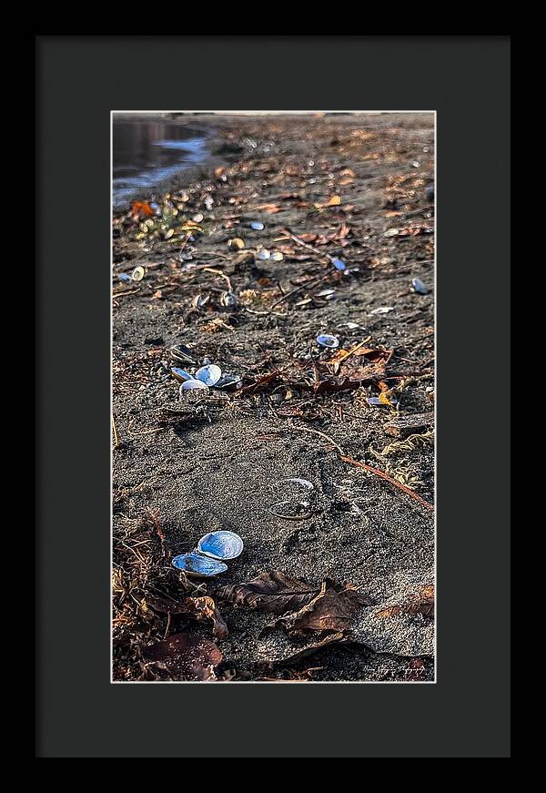Seashells on the shoreline  - Framed Print