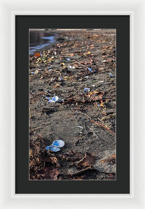 Seashells on the shoreline  - Framed Print