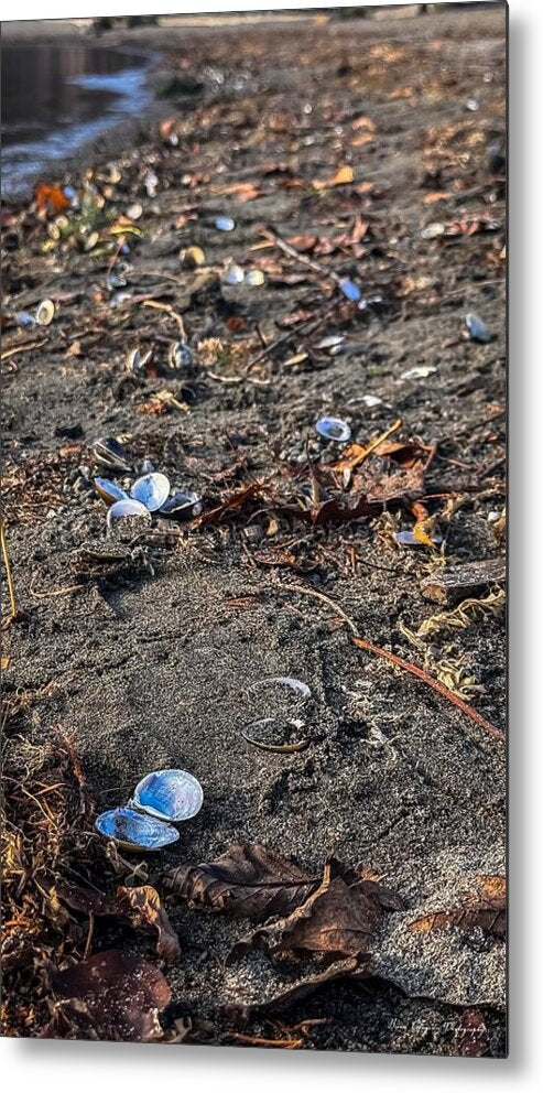 Seashells on the shoreline  - Metal Print