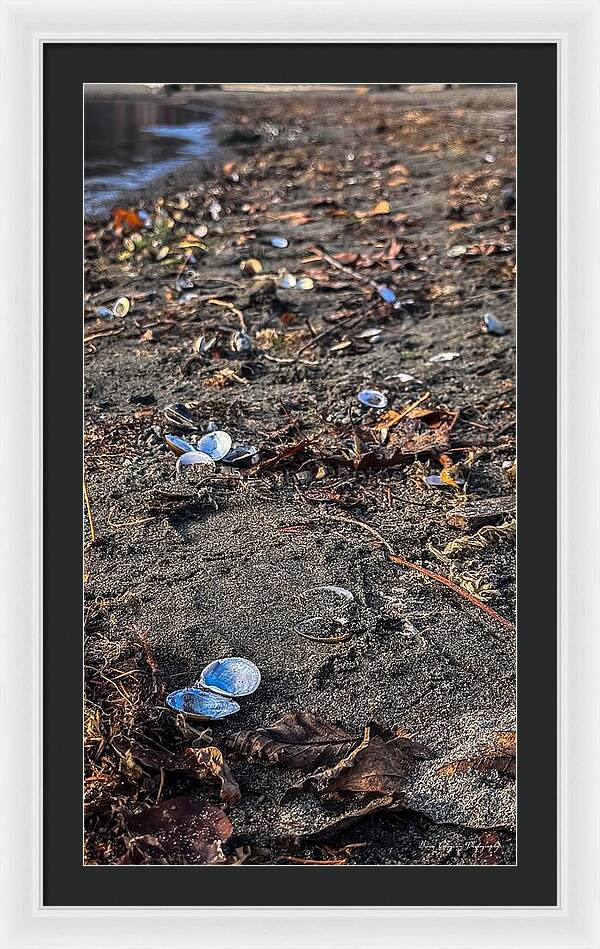 Seashells on the shoreline  - Framed Print