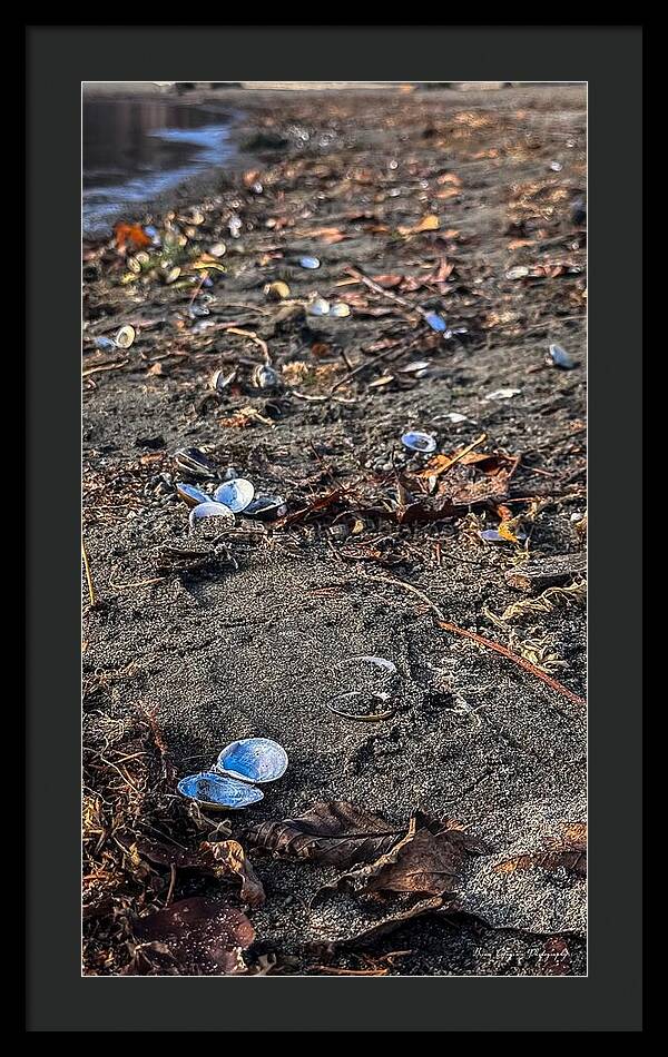 Seashells on the shoreline  - Framed Print