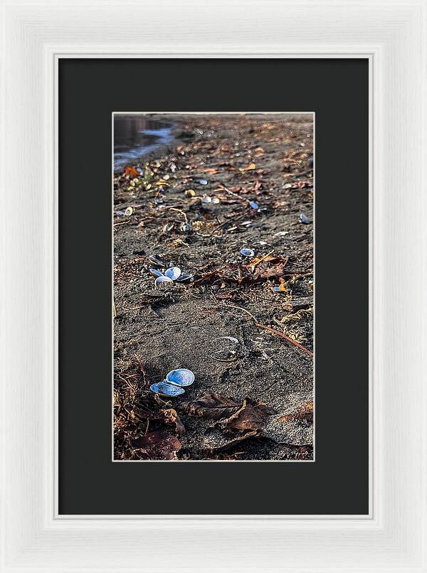 Seashells on the shoreline  - Framed Print