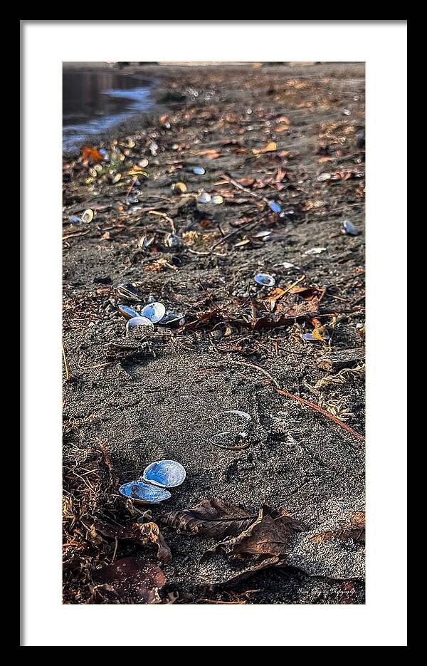 Seashells on the shoreline  - Framed Print