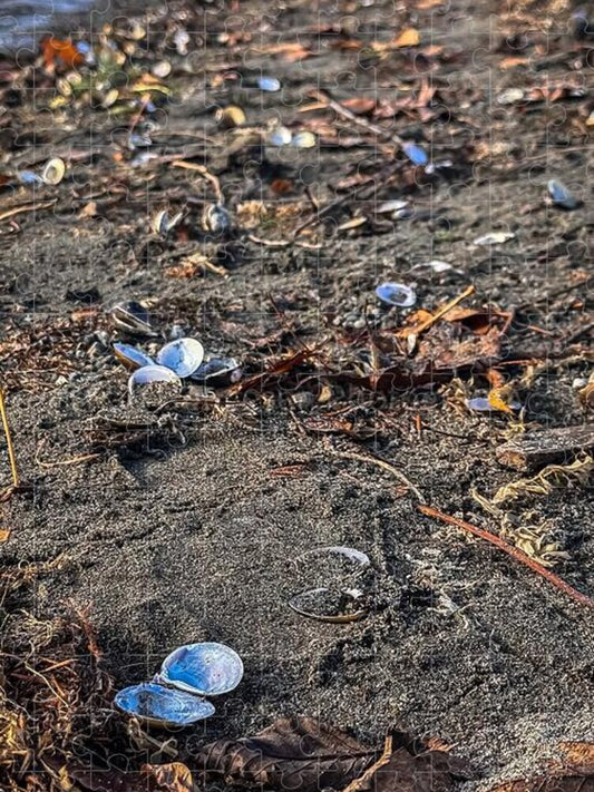 Seashells on the shoreline  - Puzzle