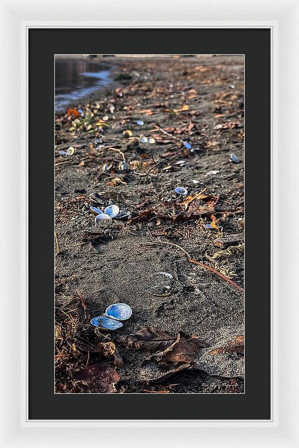 Seashells on the shoreline  - Framed Print