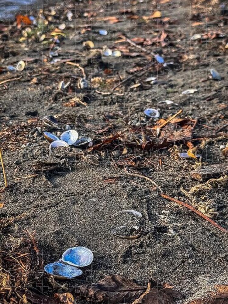 Seashells on the shoreline  - Puzzle