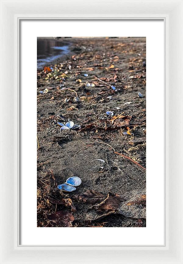 Seashells on the shoreline  - Framed Print