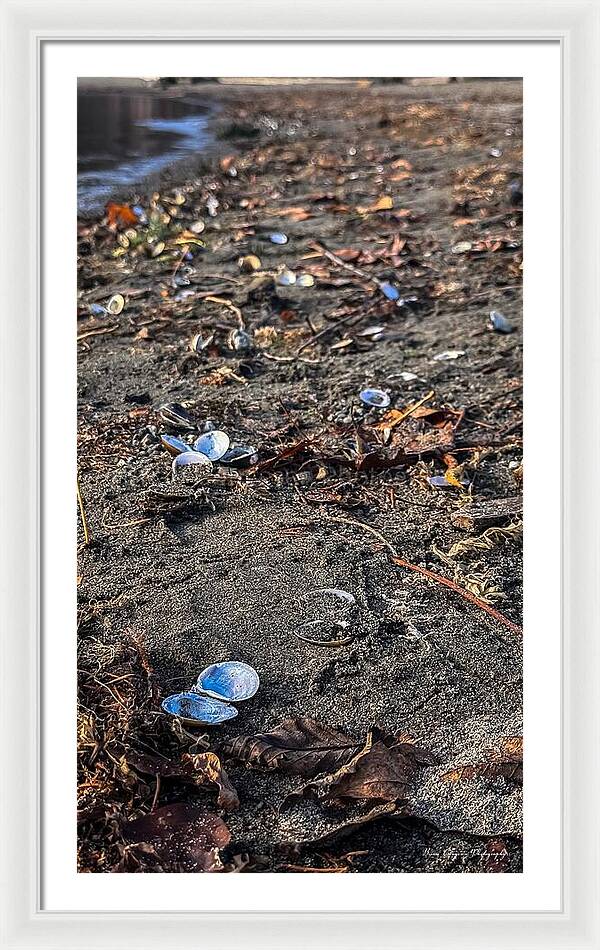 Seashells on the shoreline  - Framed Print
