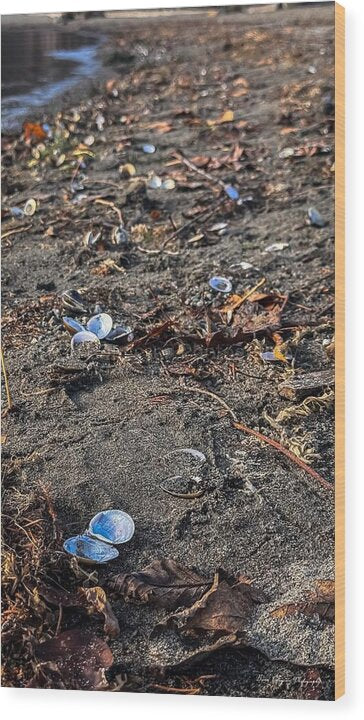 Seashells on the shoreline  - Wood Print