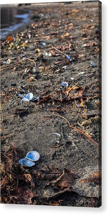 Seashells on the shoreline  - Acrylic Print