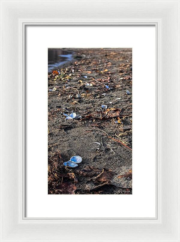 Seashells on the shoreline  - Framed Print