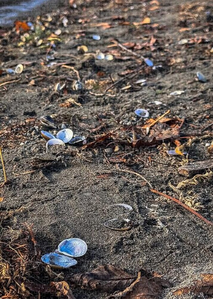 Seashells on the shoreline  - Puzzle