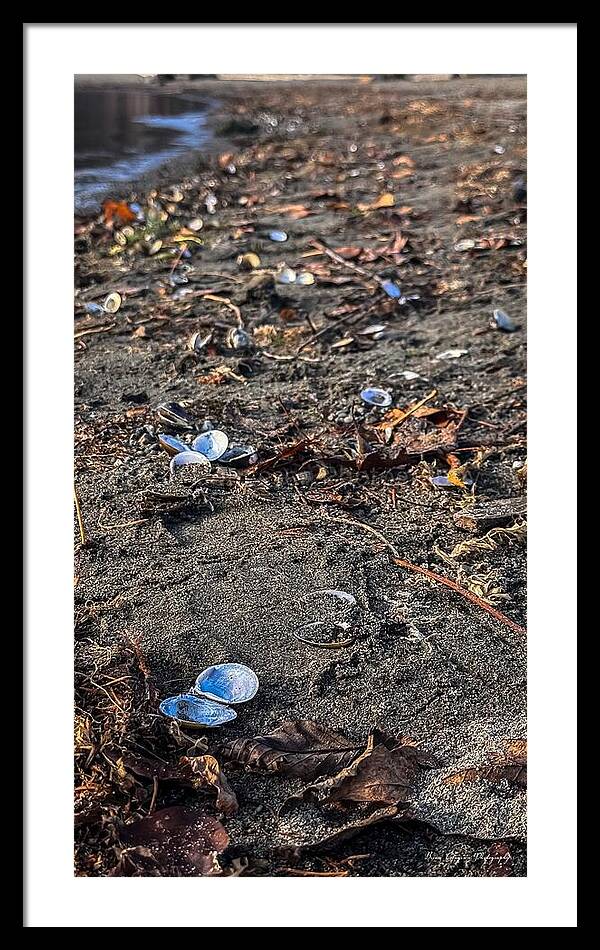 Seashells on the shoreline  - Framed Print