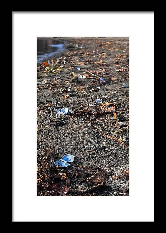 Seashells on the shoreline  - Framed Print