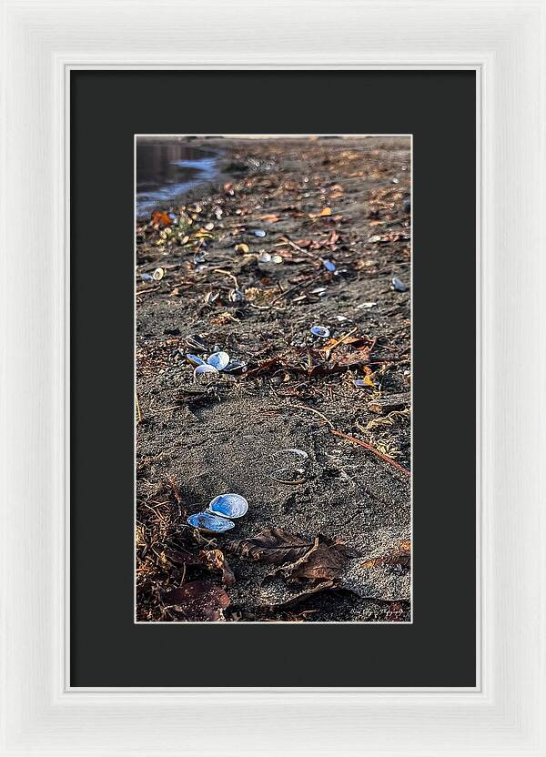 Seashells on the shoreline  - Framed Print