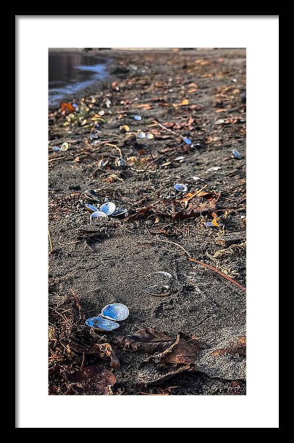 Seashells on the shoreline  - Framed Print