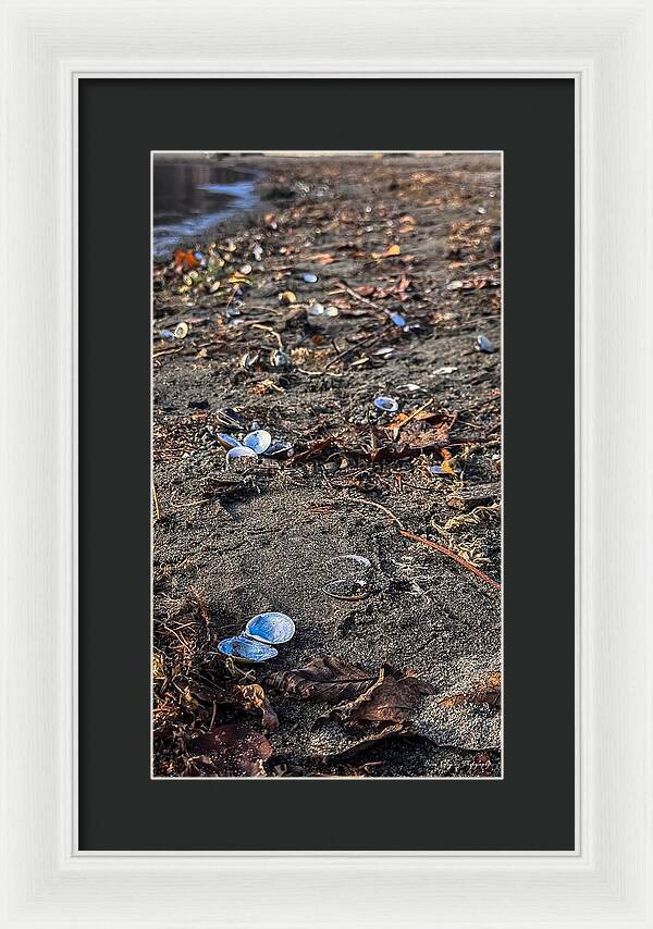 Seashells on the shoreline  - Framed Print