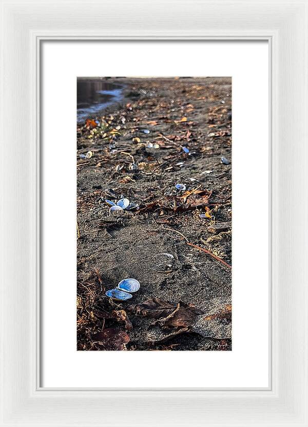 Seashells on the shoreline  - Framed Print