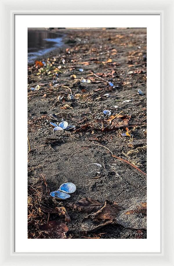 Seashells on the shoreline  - Framed Print