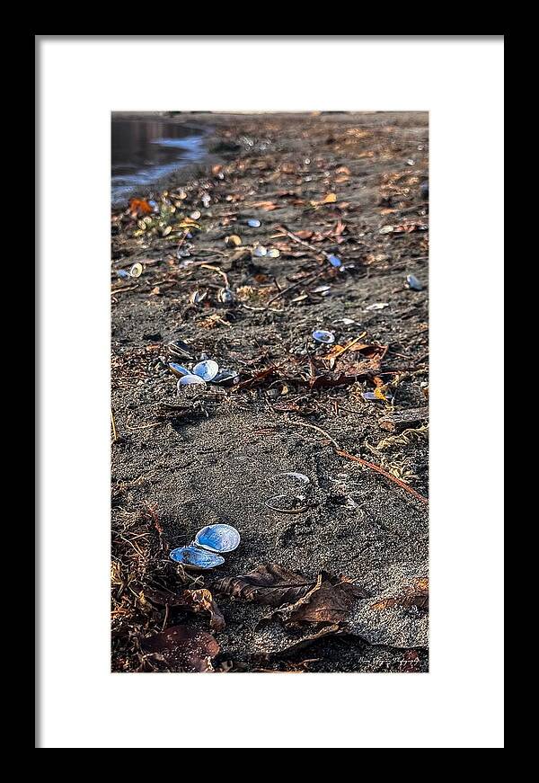 Seashells on the shoreline  - Framed Print