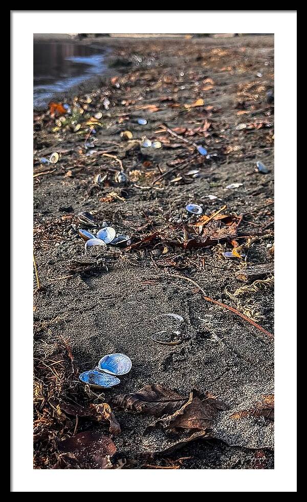 Seashells on the shoreline  - Framed Print