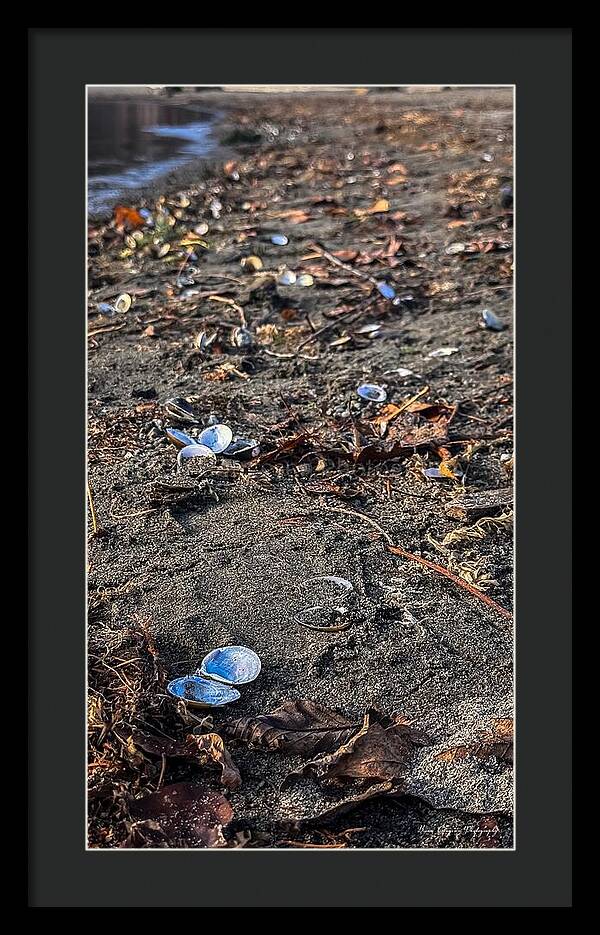 Seashells on the shoreline  - Framed Print