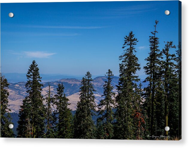 Threw the trees  - Acrylic Print