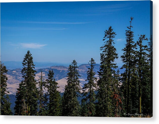 Threw the trees  - Acrylic Print