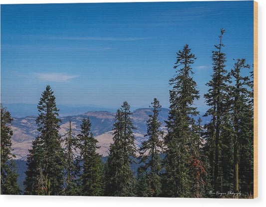 Threw the trees  - Wood Print