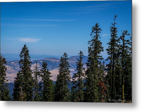 Threw the trees  - Metal Print