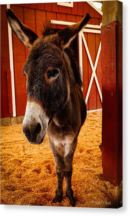 Who are you looking at - Canvas Print