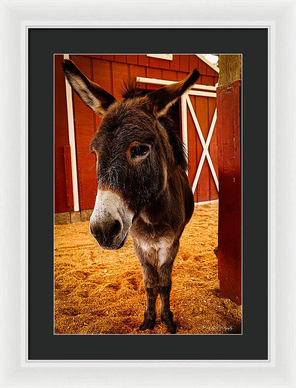 Who are you looking at - Framed Print