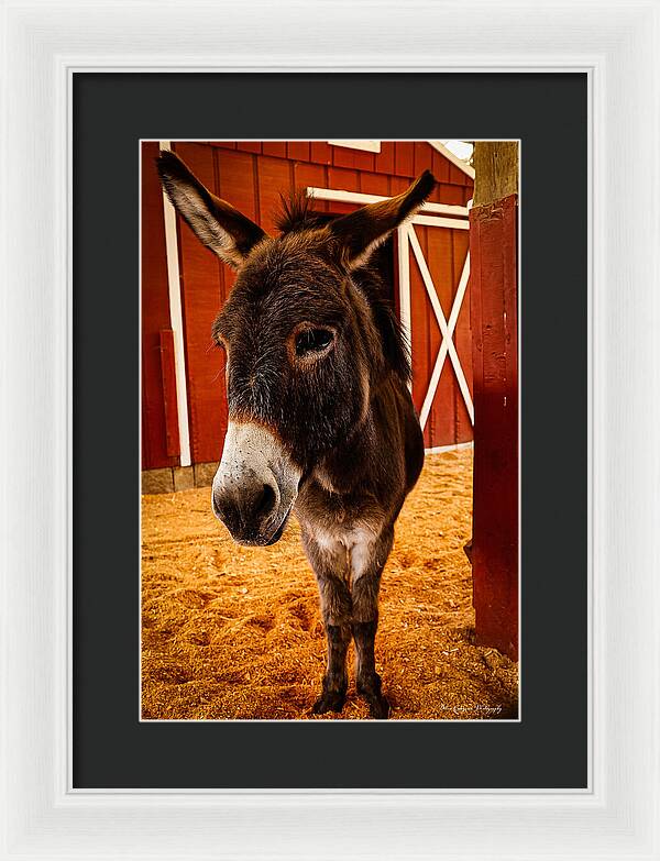 Who are you looking at - Framed Print