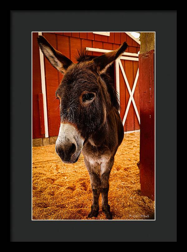 Who are you looking at - Framed Print