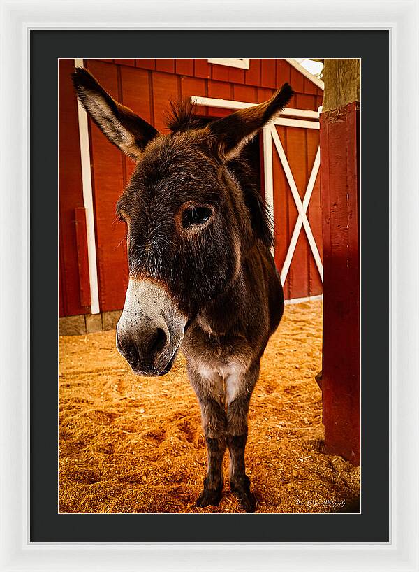 Who are you looking at - Framed Print