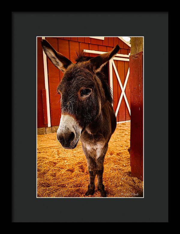 Who are you looking at - Framed Print