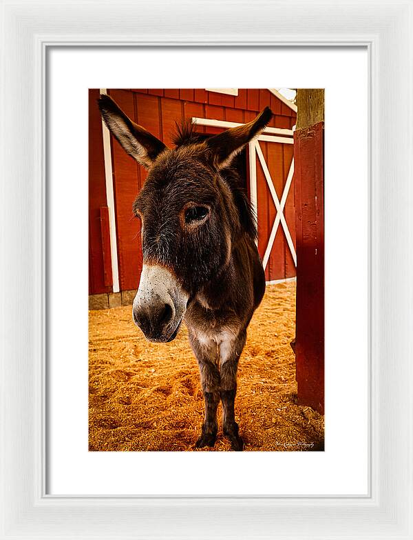 Who are you looking at - Framed Print