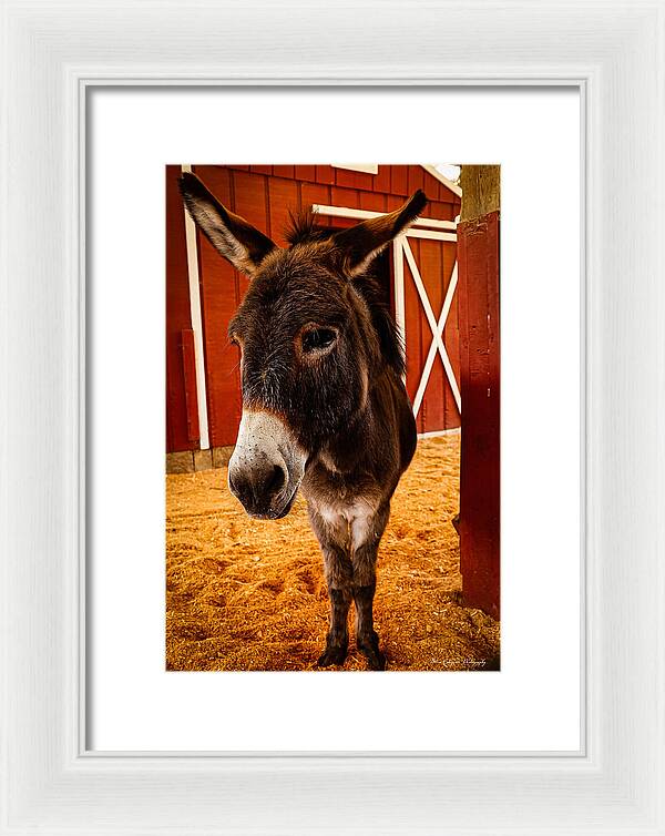 Who are you looking at - Framed Print