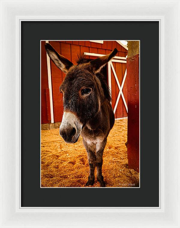 Who are you looking at - Framed Print